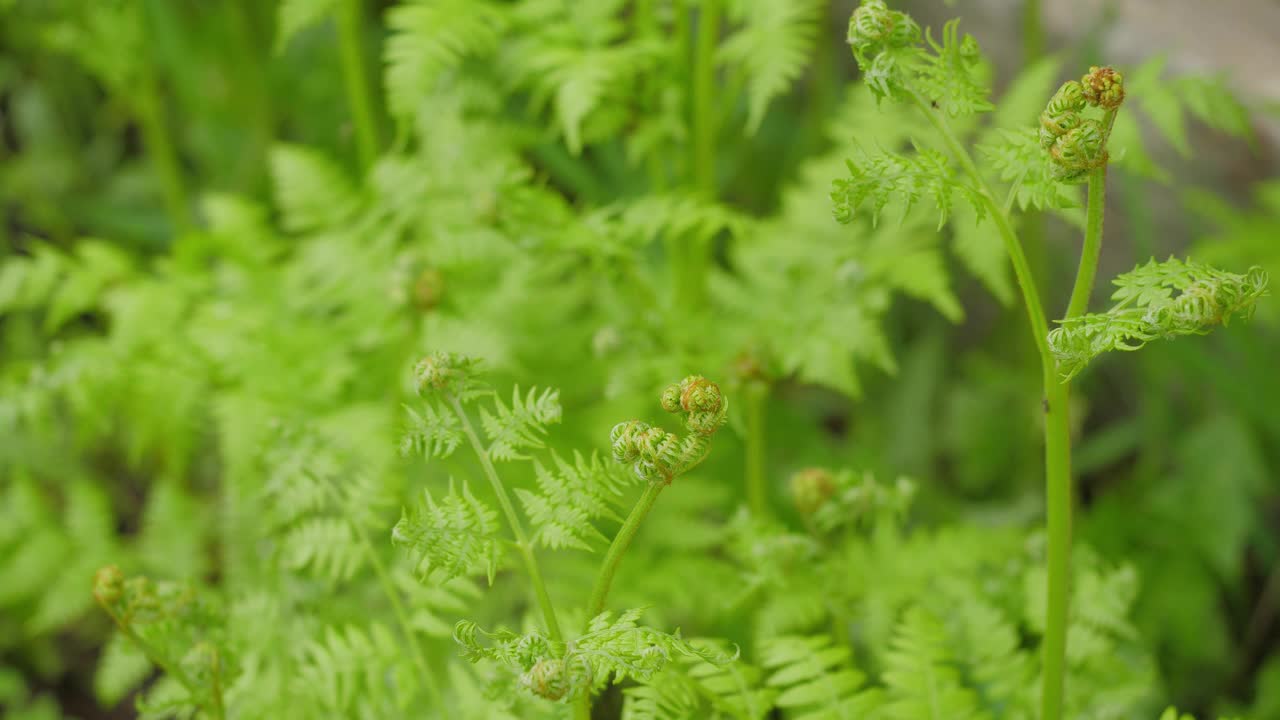 以绿色植物为背景的花园里的蕨类植物视频素材