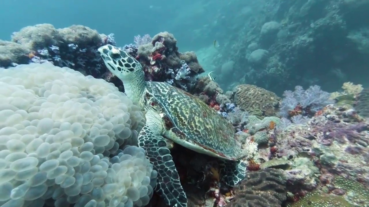 野生濒危物种海龟(Eretmochelys imbricata)视频素材