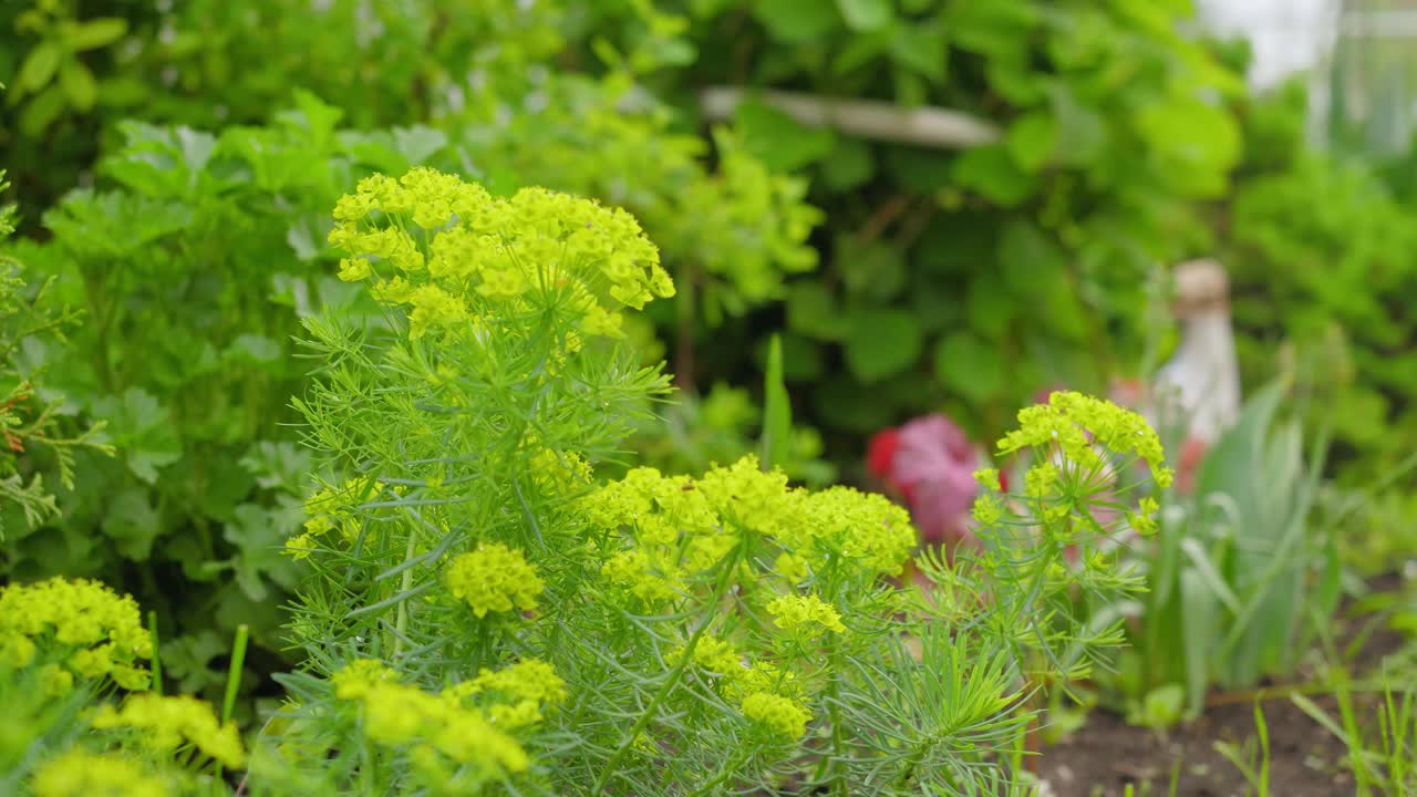 花园里美丽的黄色花朵以绿色植物为背景视频素材