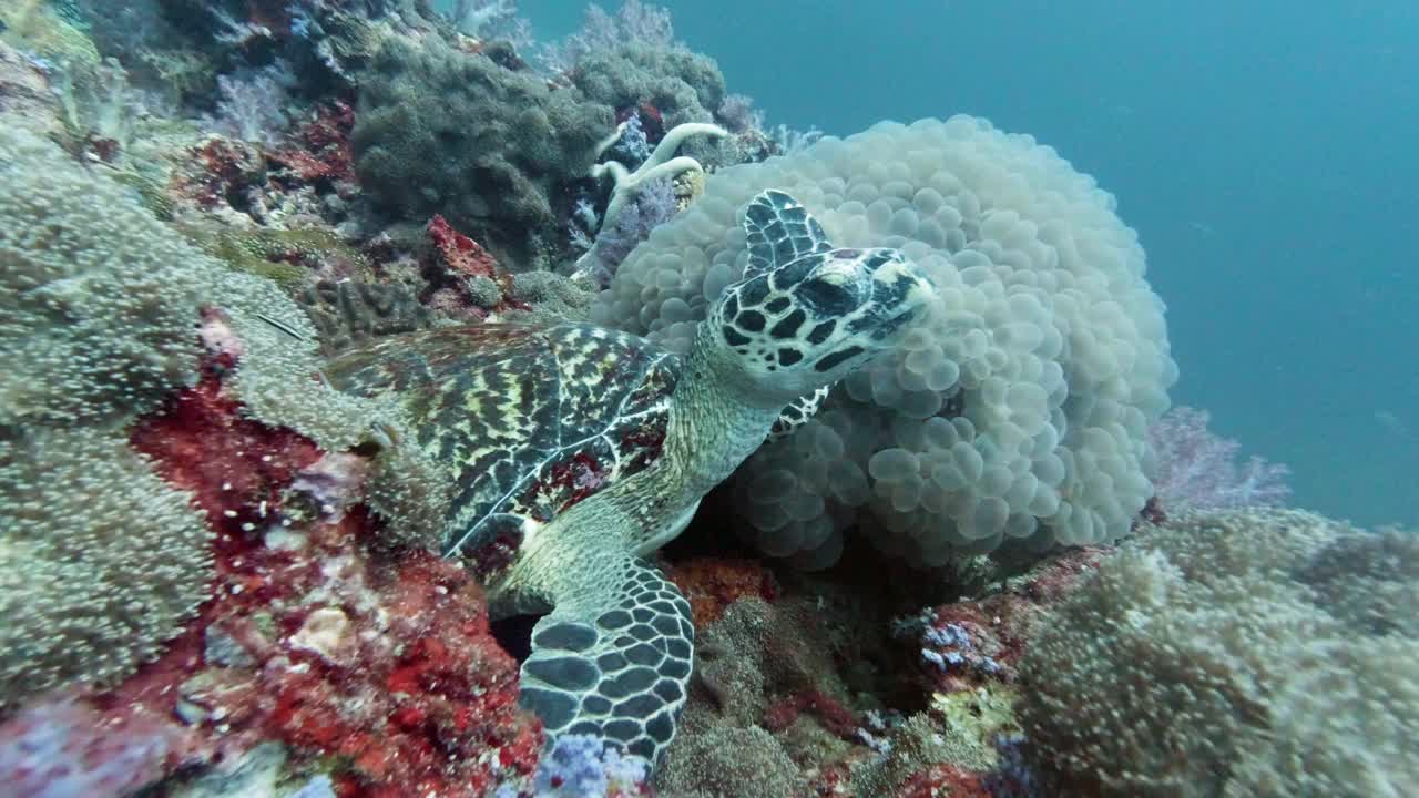 海底濒危物种海龟(Eretmochelys imbricata)视频素材