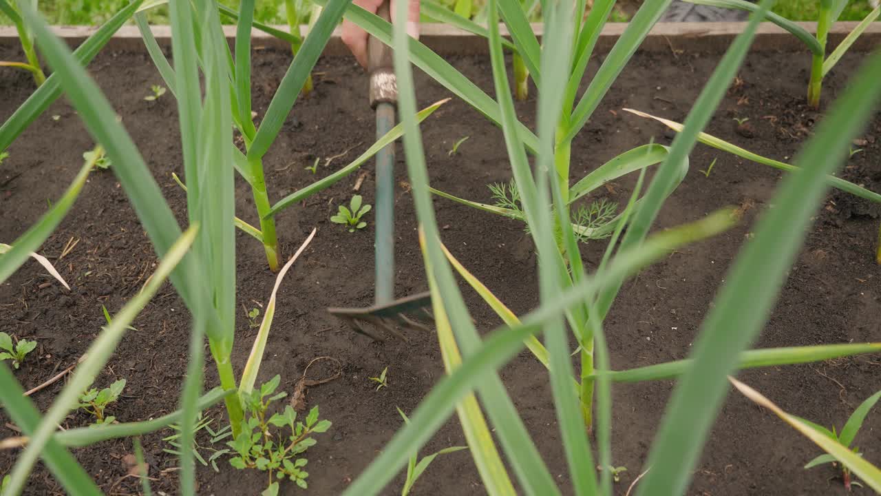 用绿洋葱锄加工床视频素材