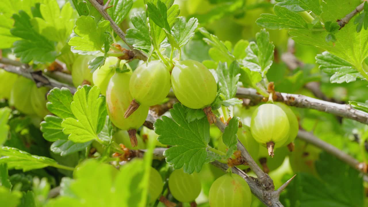 花园里灌木上的醋栗。视频素材