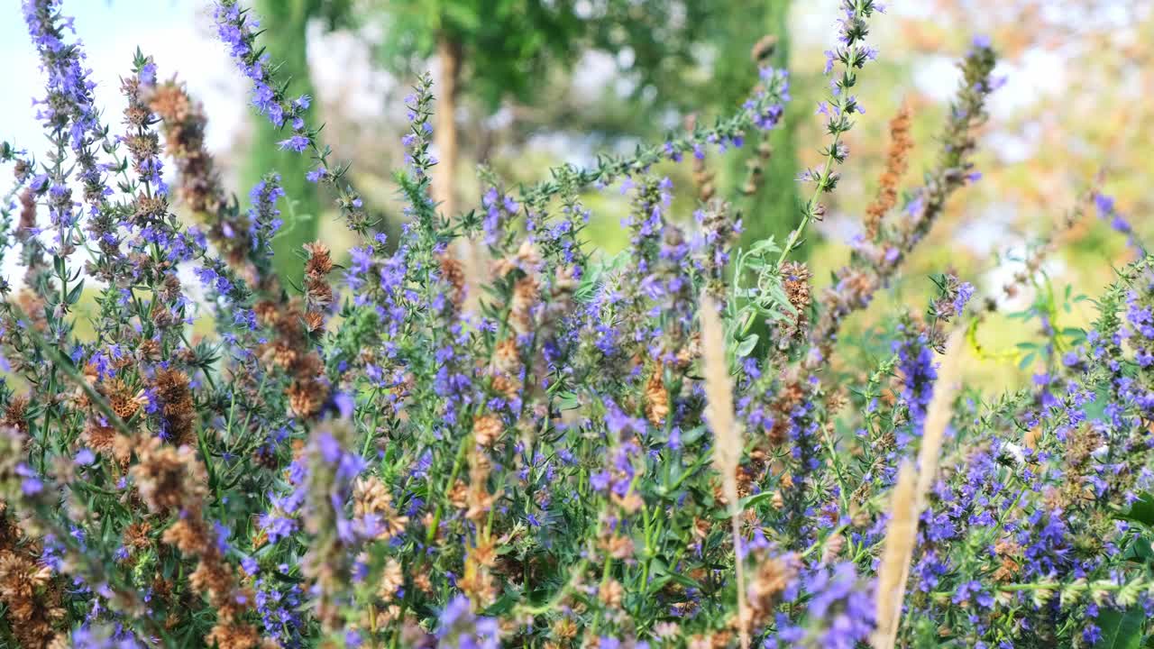 地里开着紫色的薰衣草花视频素材