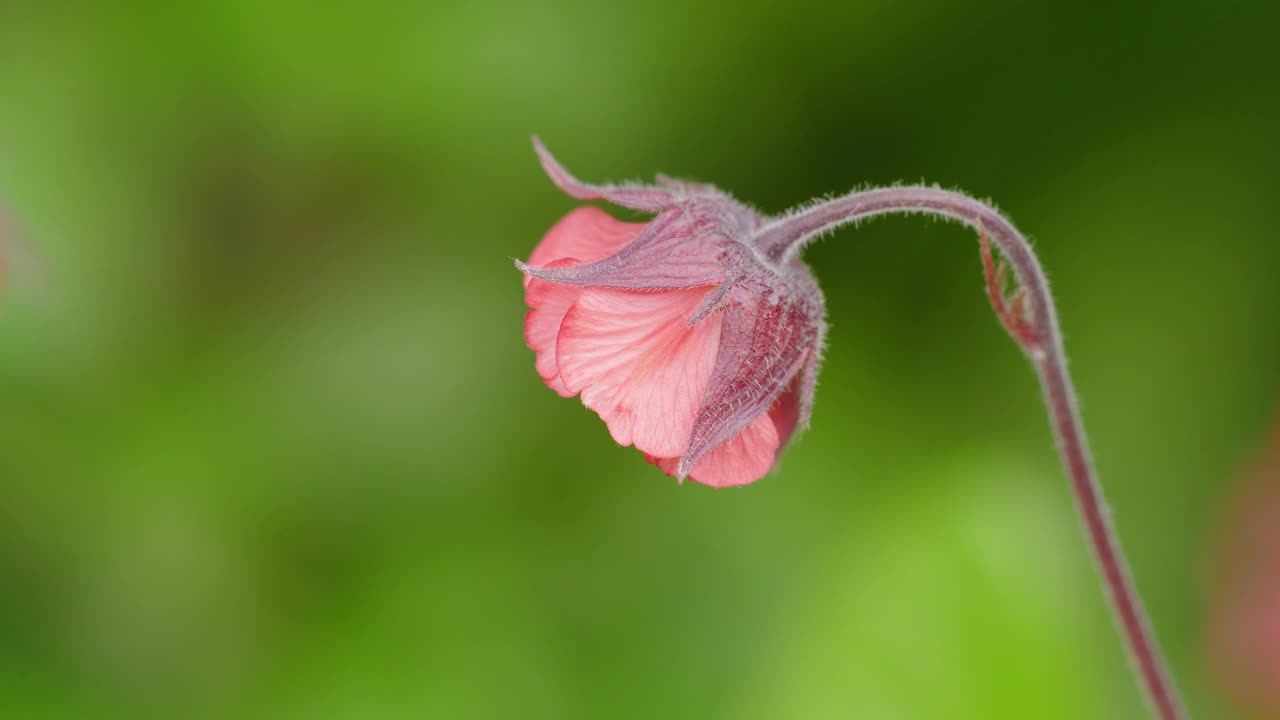 花园中绿色植物背景上的粉红色花朵视频素材