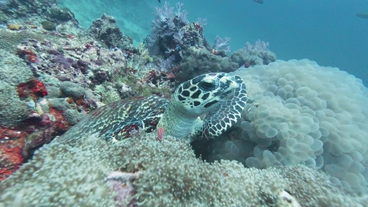 深海野生海龟(Eretmochelys imbricata)视频素材