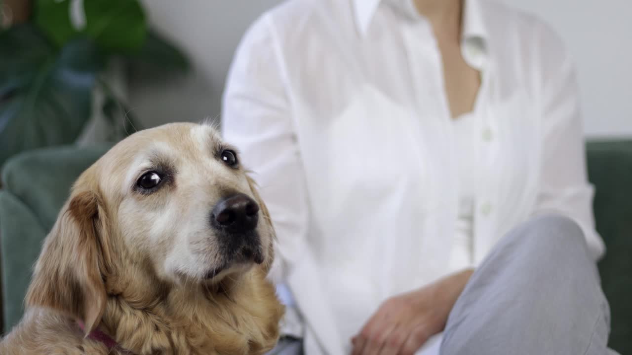 女人抚摸着一只金毛猎犬视频素材