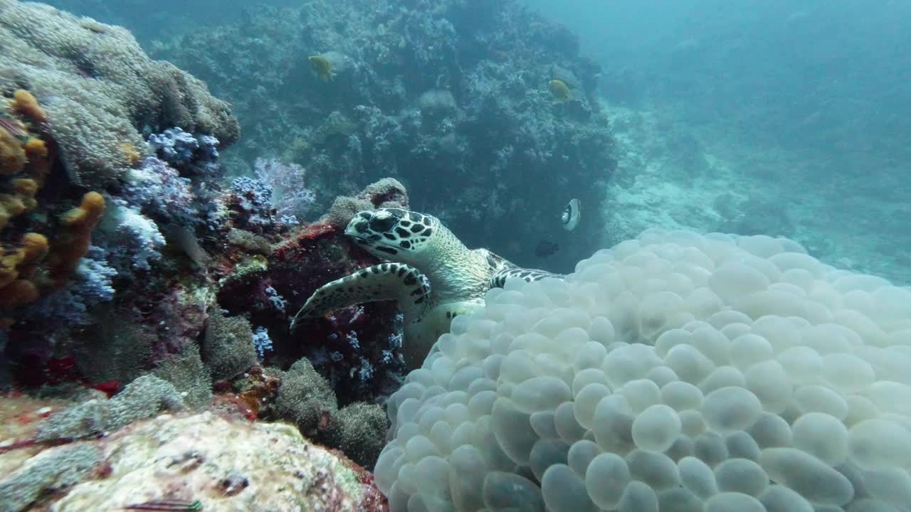 生态旅游遗愿清单潜水接近濒危海龟视频素材