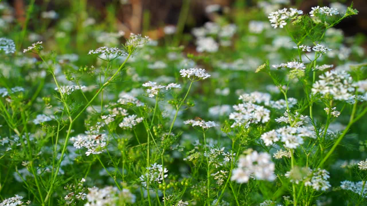 绿色香菜，用于香料和蔬菜。具有绿色叶子和白色花朵的芳香植物。视频素材