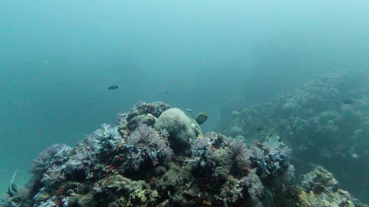 玳瑁海龟在深海暗礁上休息视频素材