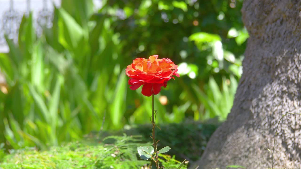 花园里的一朵红玫瑰，4k慢镜头，60fps视频素材