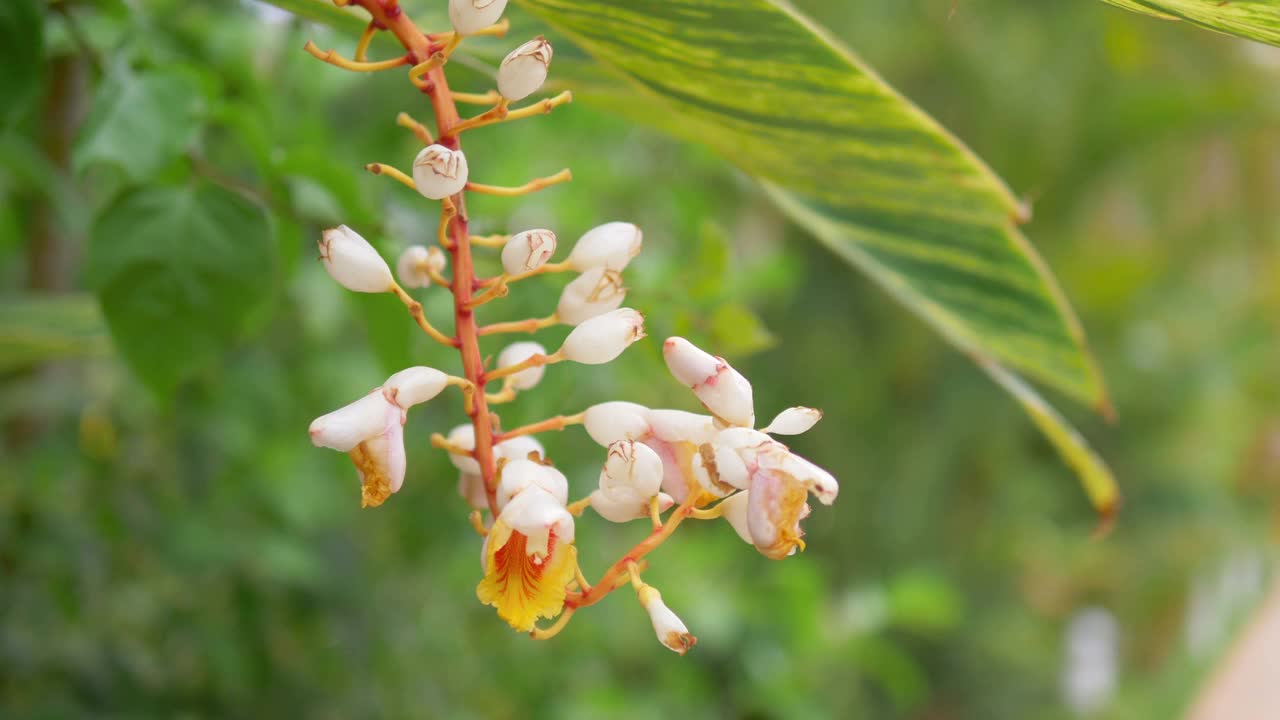 热带花园鲜花盛开4k慢镜头60fps视频素材