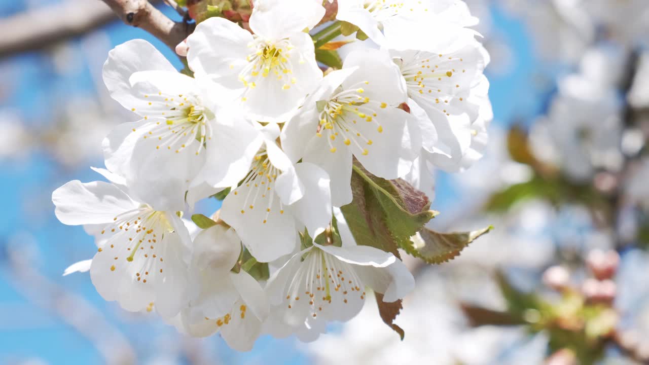 在一个美丽的春日，一只蜜蜂从一朵白花上采集花蜜的惊人镜头。视频素材