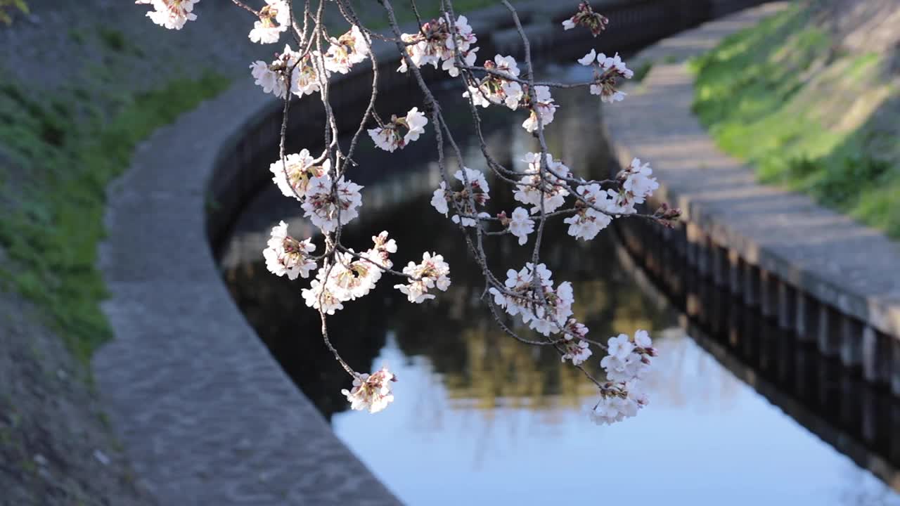 樱花视频素材