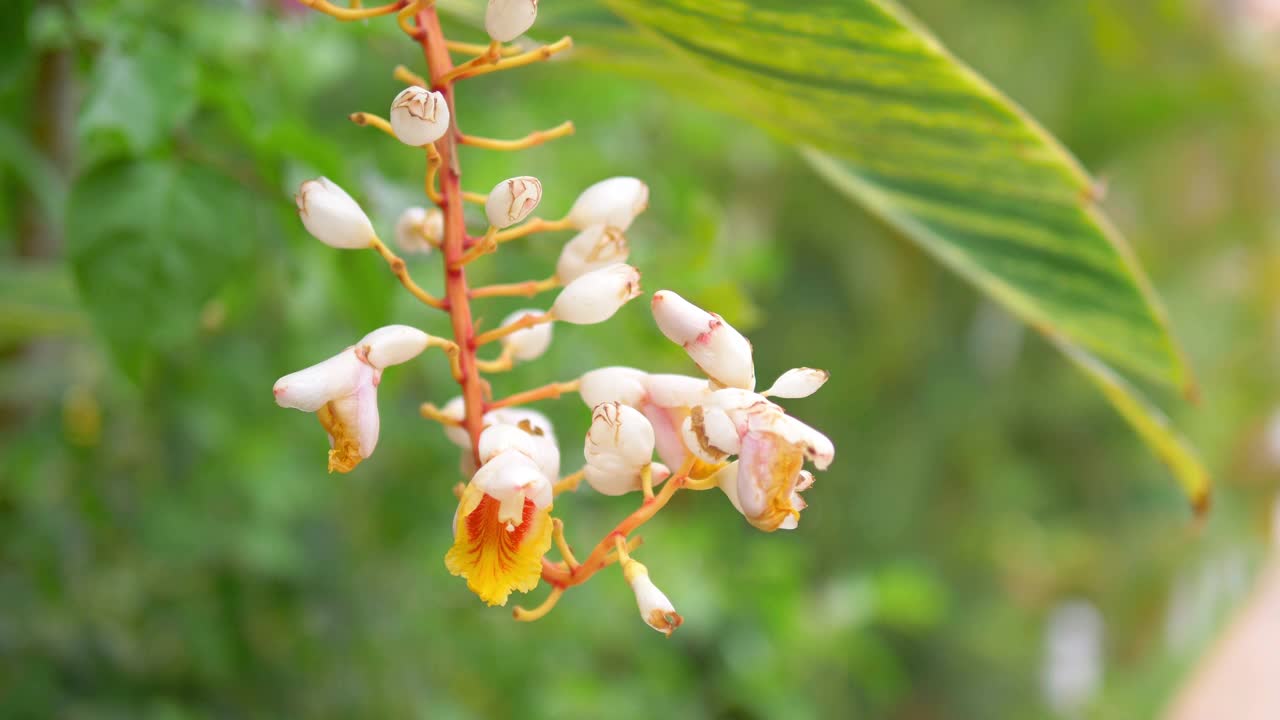 热带花园鲜花盛开4k慢镜头60fps视频素材