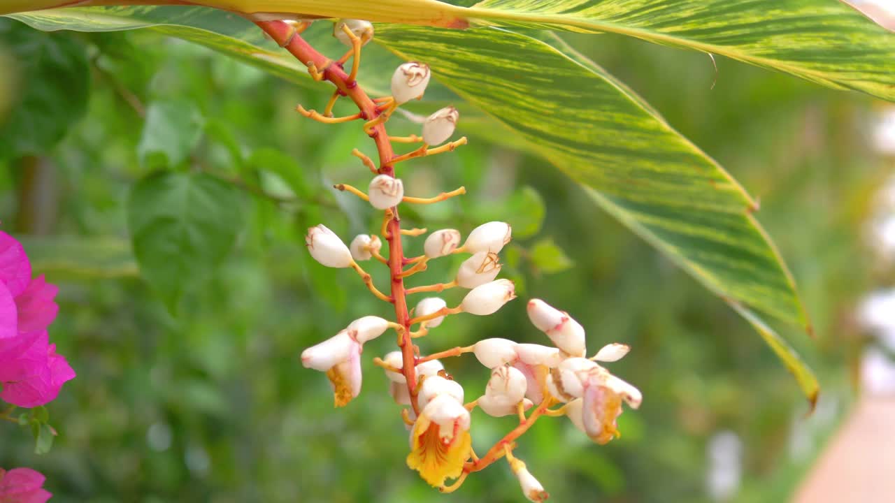 热带花园鲜花盛开4k慢镜头60fps视频素材