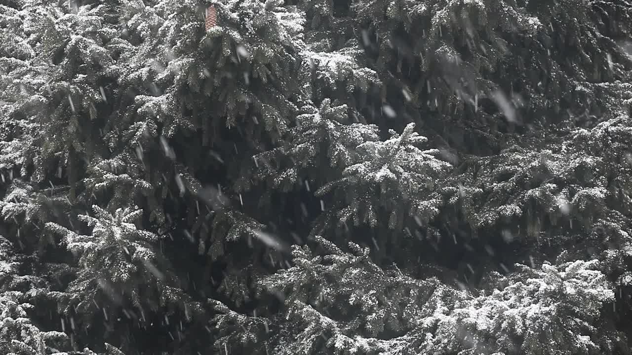 冷杉树雪的镜头视频素材