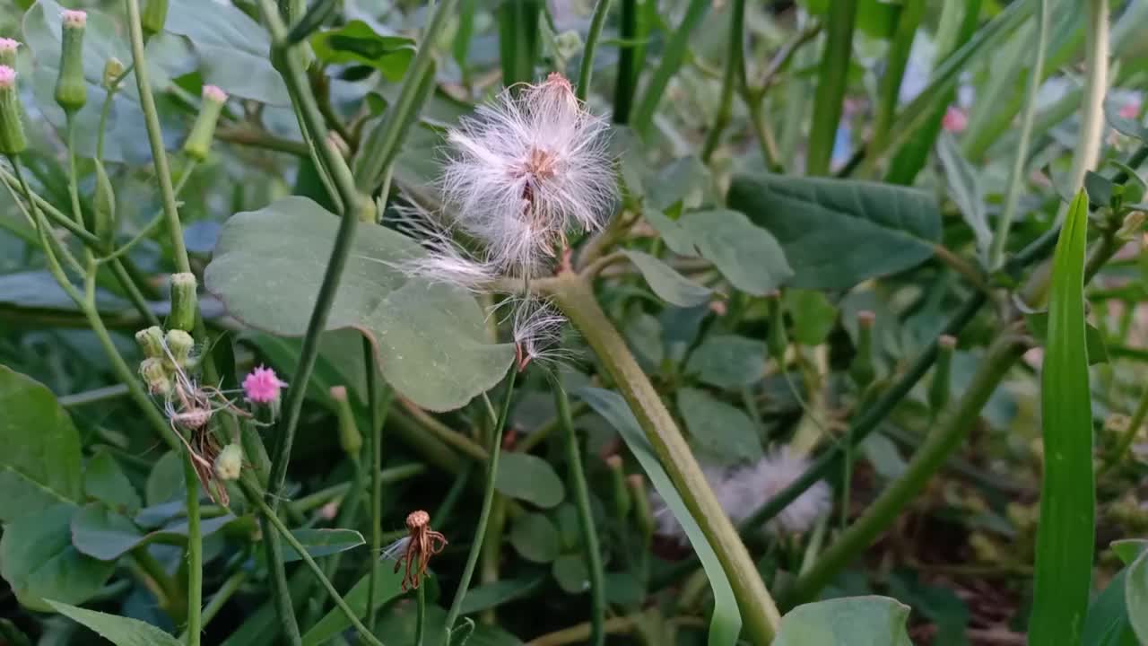 艾米利亚福斯贝吉工厂视频素材