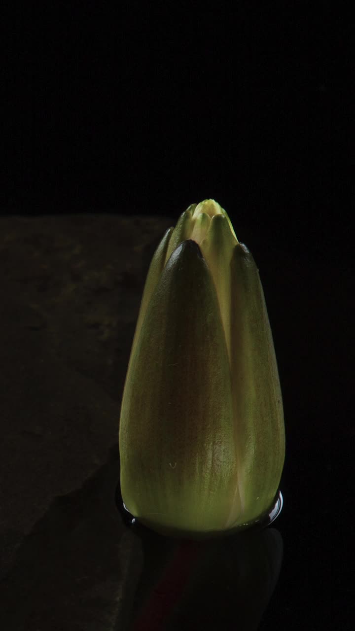 时间流逝白莲睡莲花开放在池塘在黑色的背景视频素材