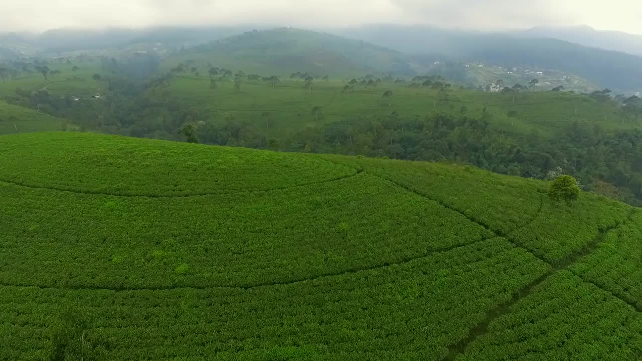 茶园视频素材