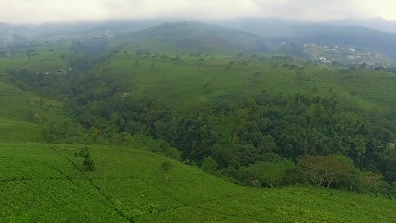 茶园视频素材