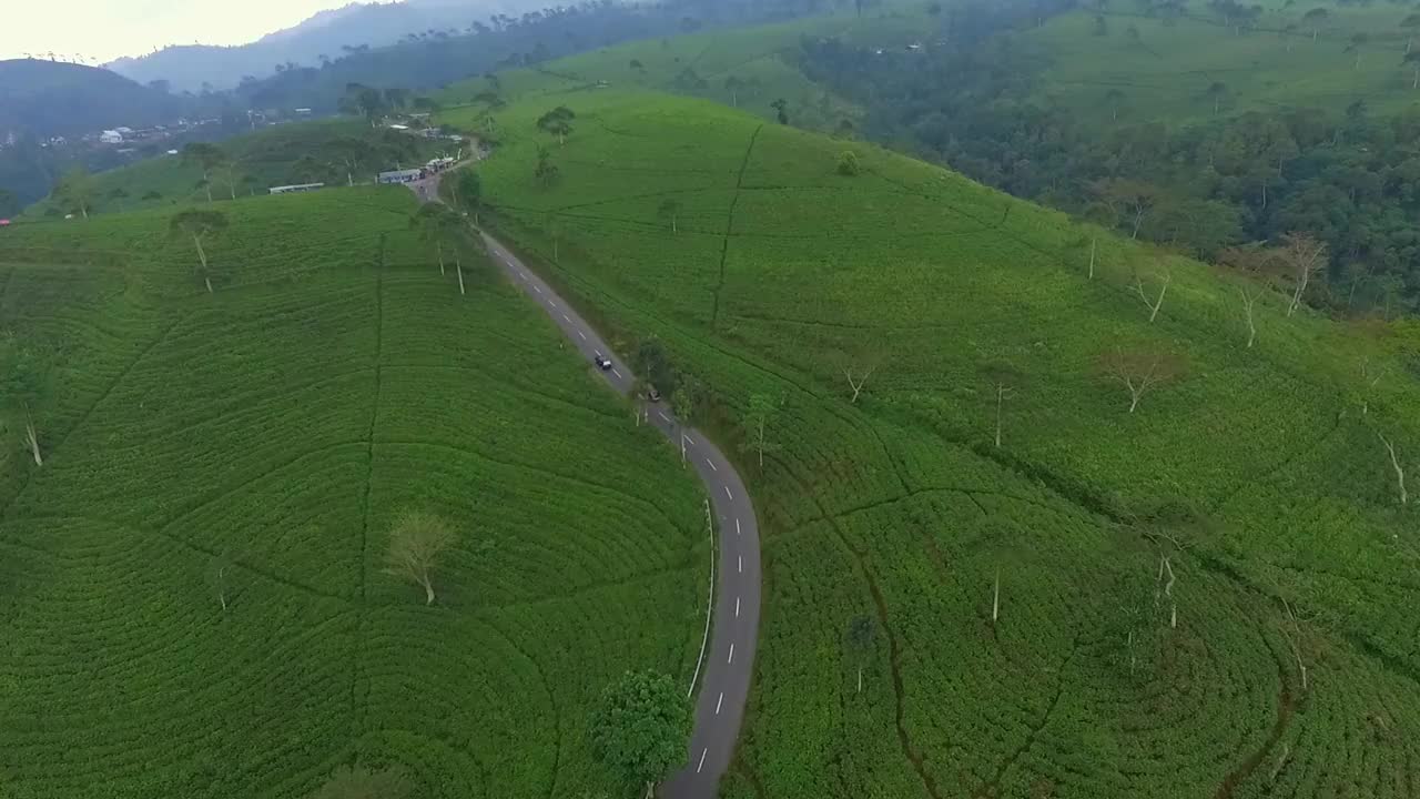 茶园视频素材