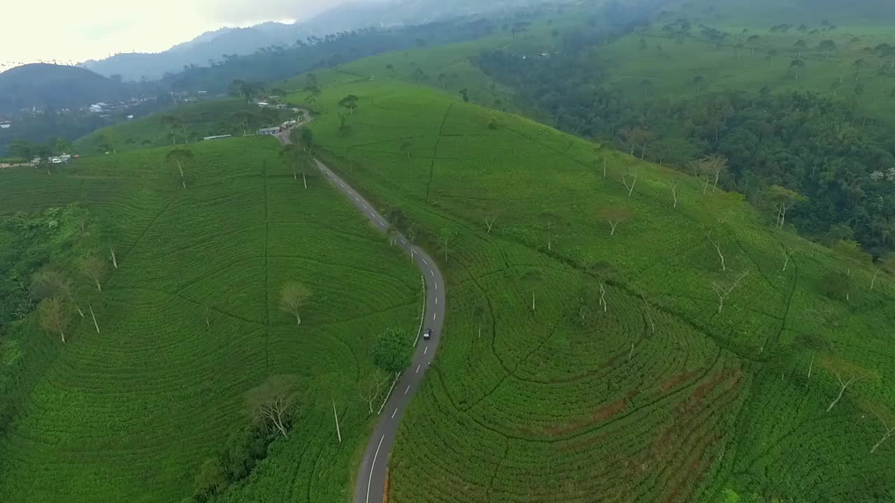 茶园视频素材