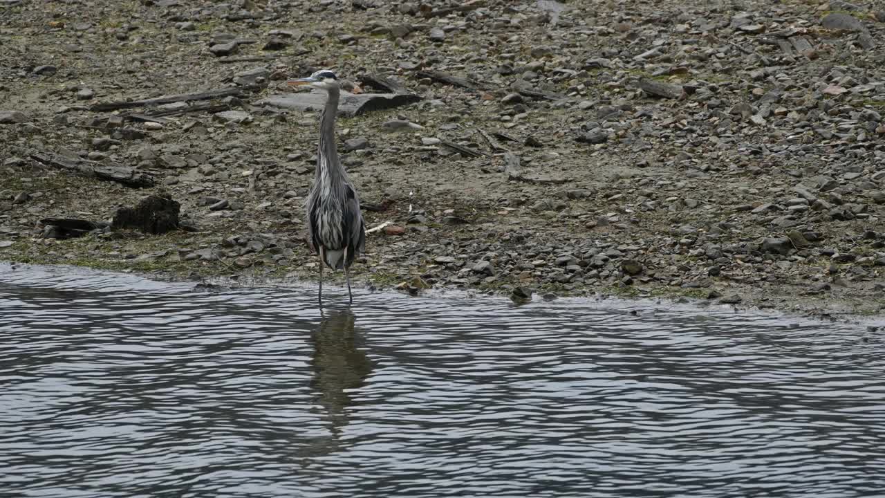 大蓝鹭(Ardea herodias)在加拿大的河岸起飞视频下载