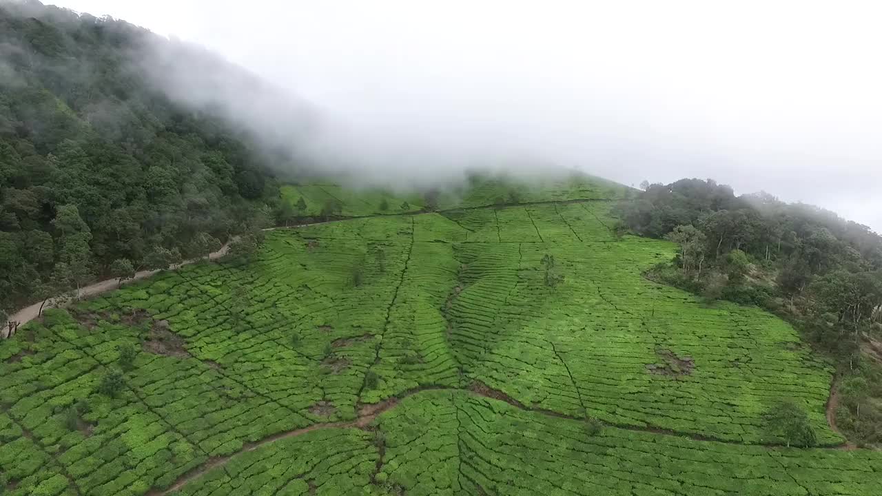 茶树领域视频素材