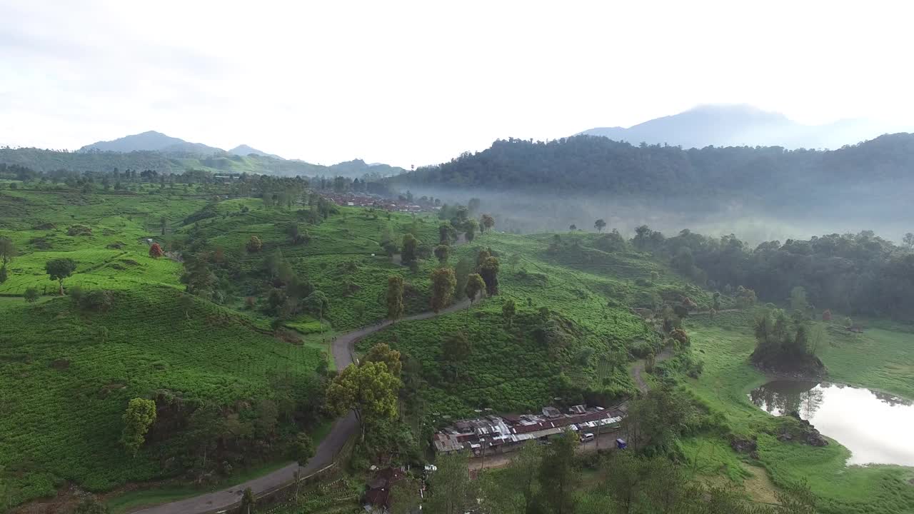 茶树领域视频素材