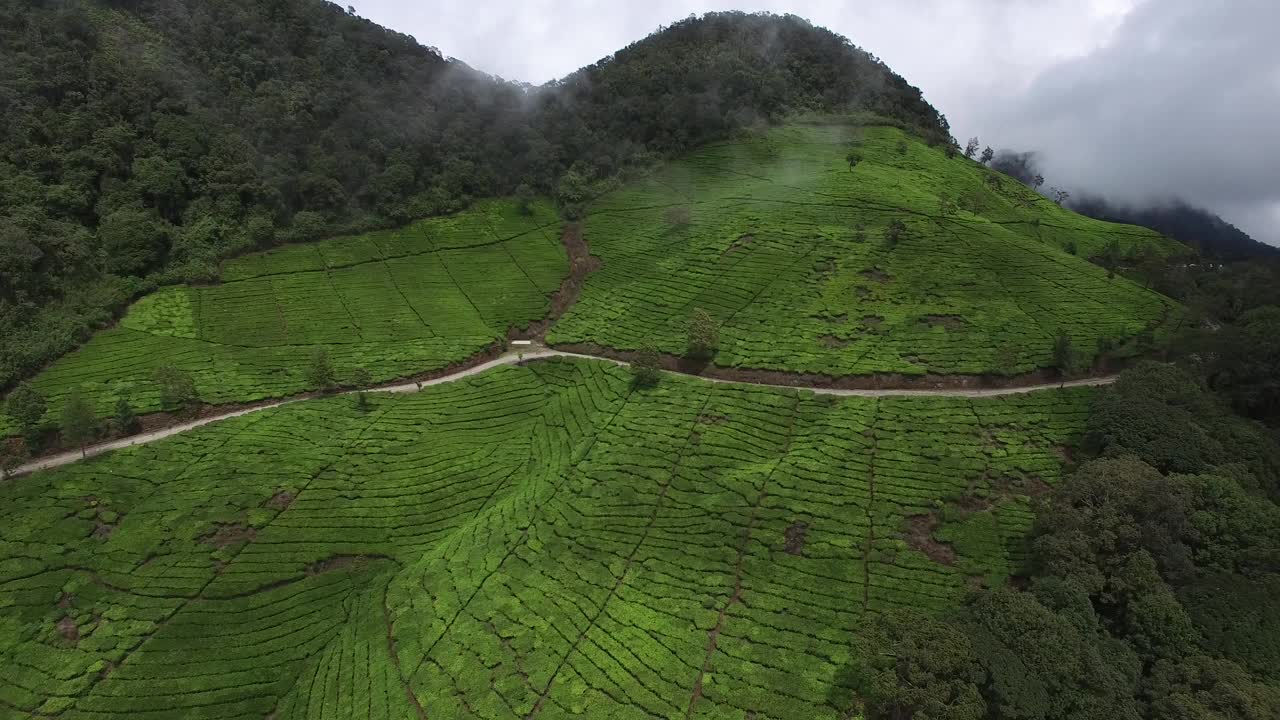 茶树领域视频素材