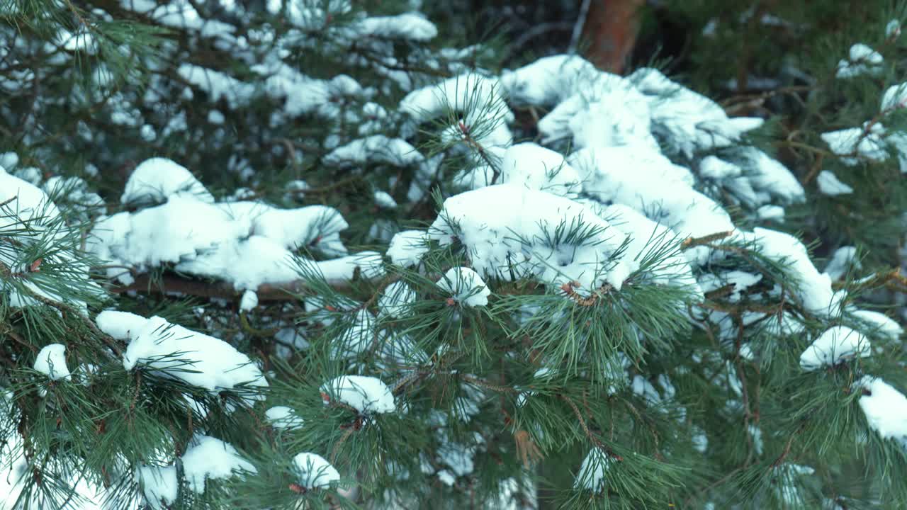 雪的背景是森林里白雪覆盖着绿色的树枝视频素材