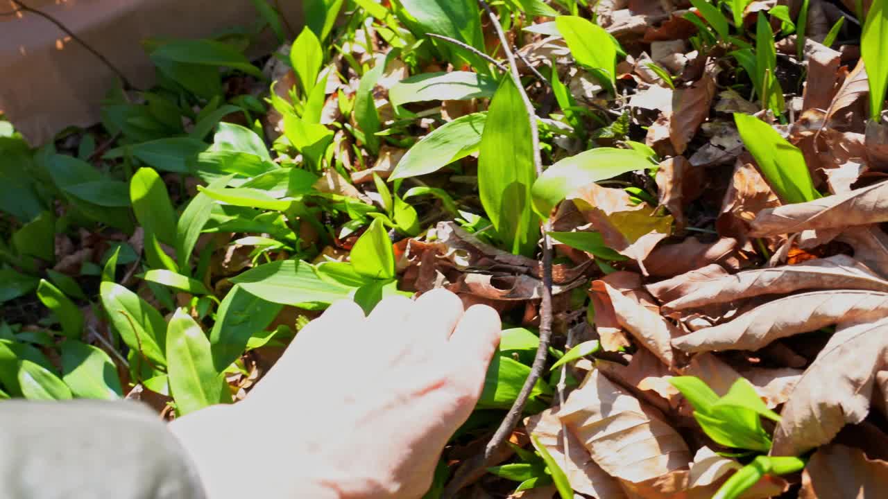 拉姆森林区手工采摘野生大蒜的个人观点视频素材