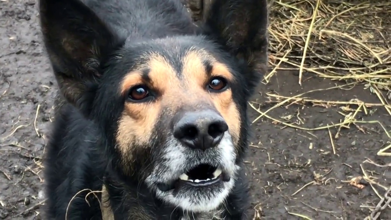 警察与德国牧羊犬警犬视频素材