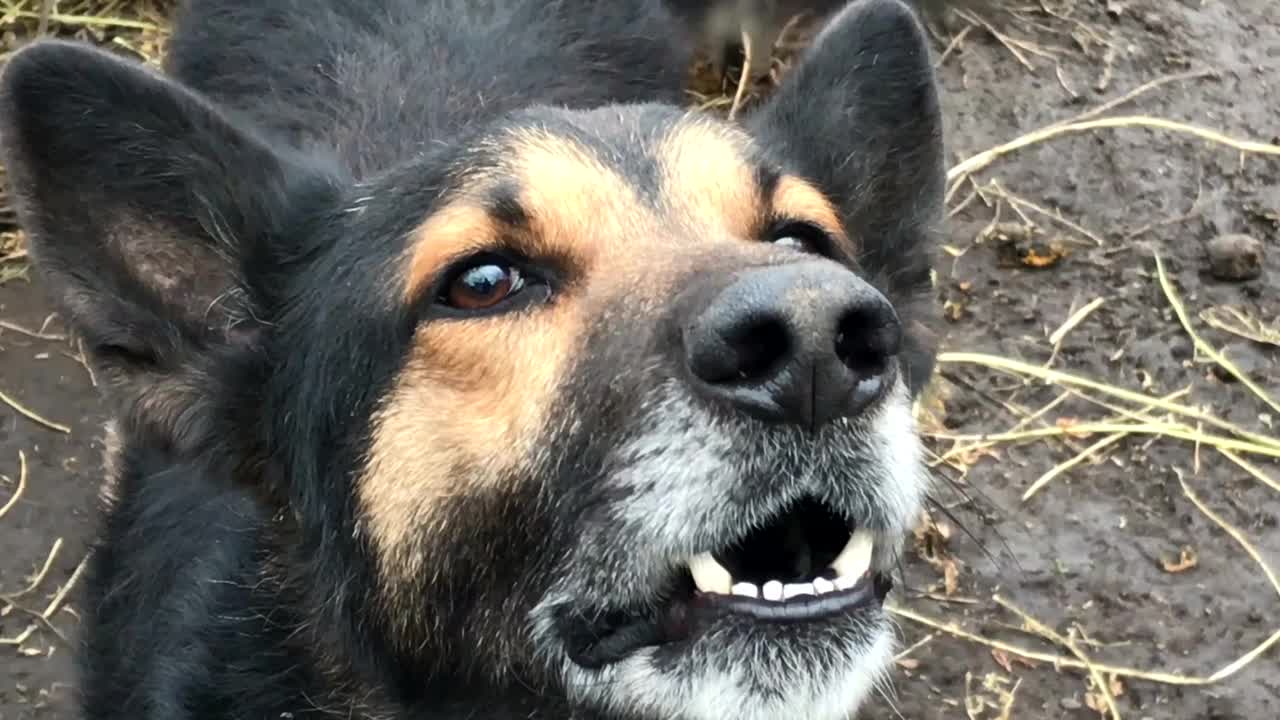 警察与德国牧羊犬警犬视频素材