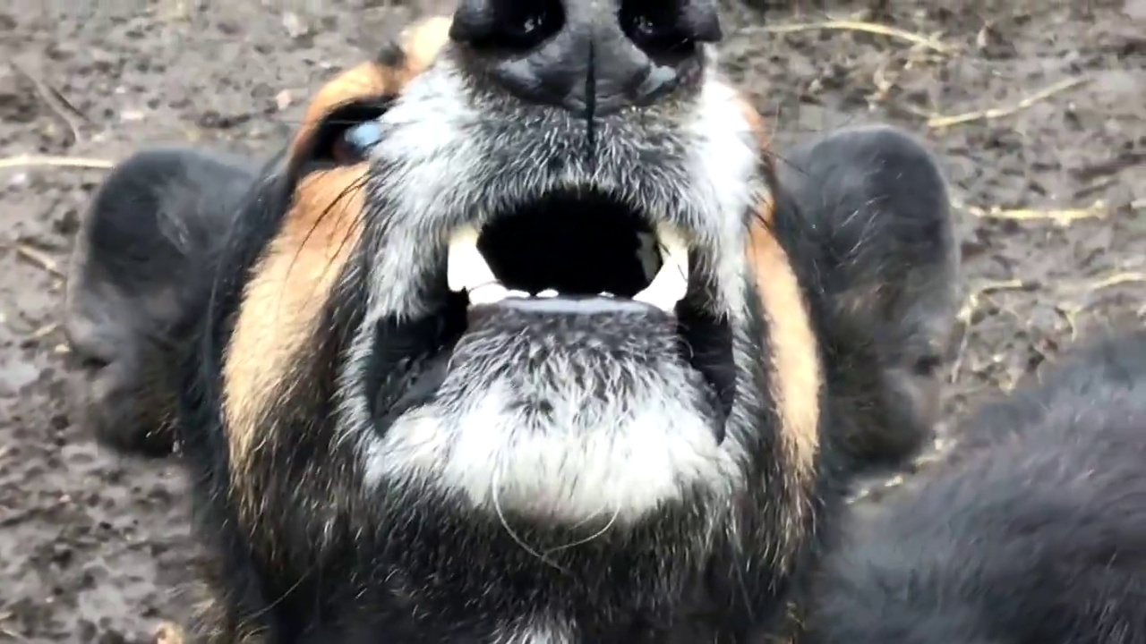 警察与德国牧羊犬警犬视频素材