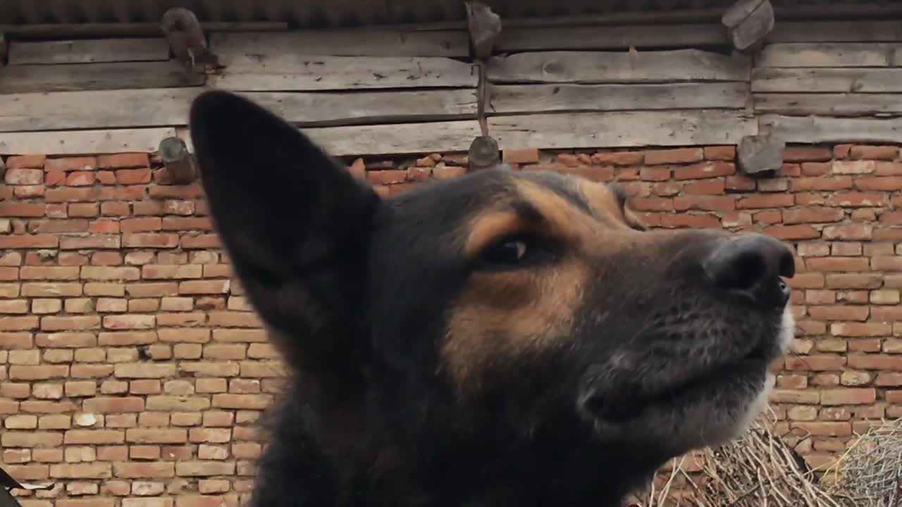 警察与德国牧羊犬警犬视频素材