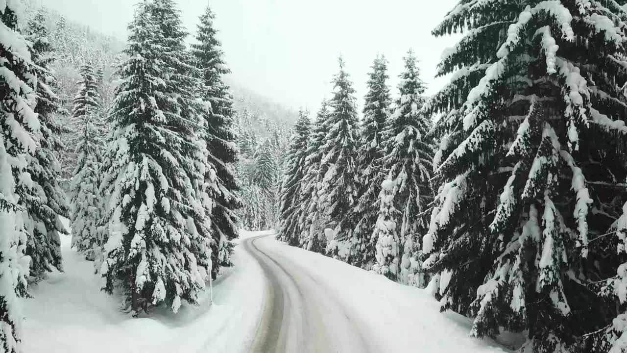 一辆汽车穿过山林路视频素材