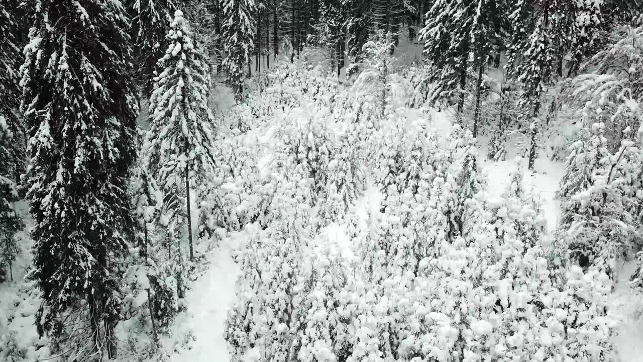 美丽的冬季全景与白雪覆盖的树木视频素材