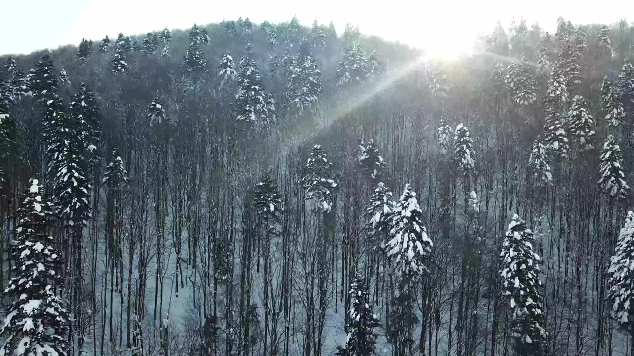 一辆汽车穿过山林路视频素材