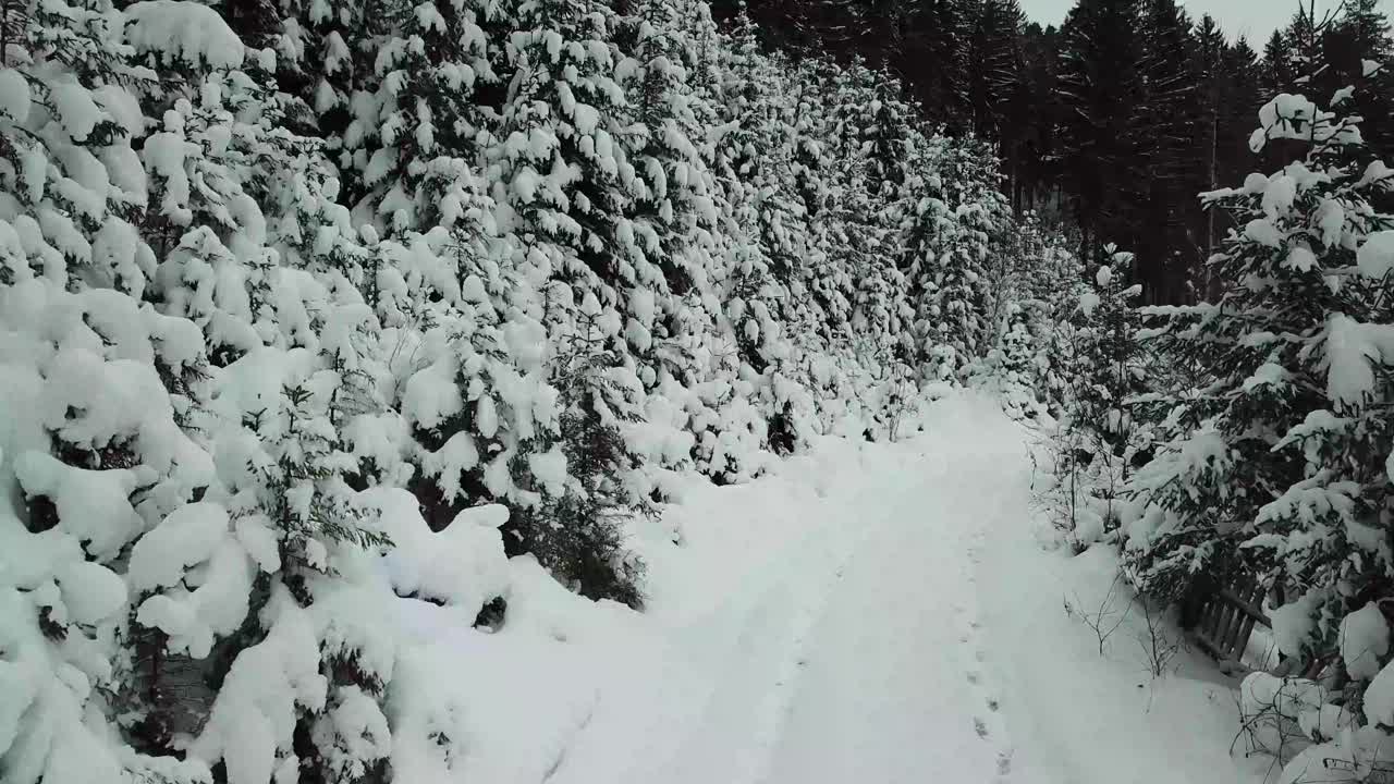 美丽的冬季全景与白雪覆盖的树木视频素材