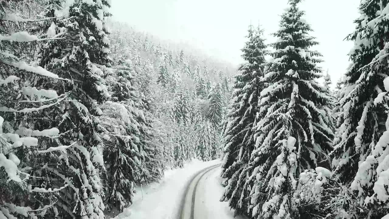 一辆汽车穿过山林路视频素材