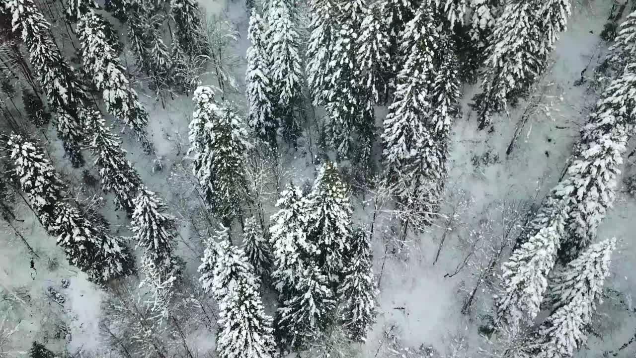 美丽的冬季全景与白雪覆盖的树木视频素材