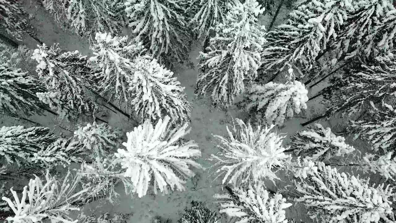 美丽的冬季全景与白雪覆盖的树木视频素材