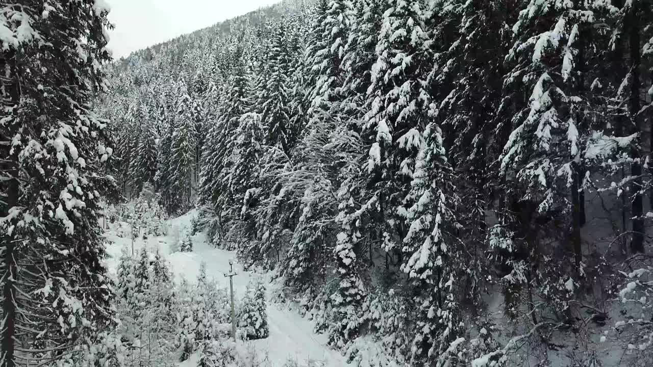 美丽的冬季全景与白雪覆盖的树木视频素材