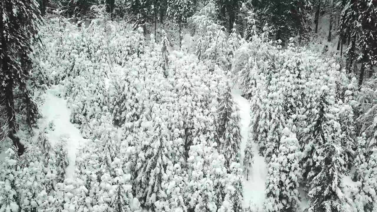 美丽的冬季全景与白雪覆盖的树木视频素材