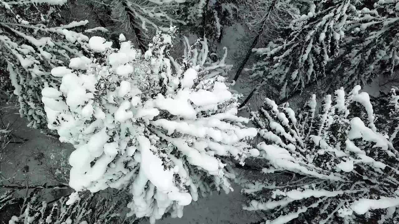 美丽的冬季全景与白雪覆盖的树木视频素材