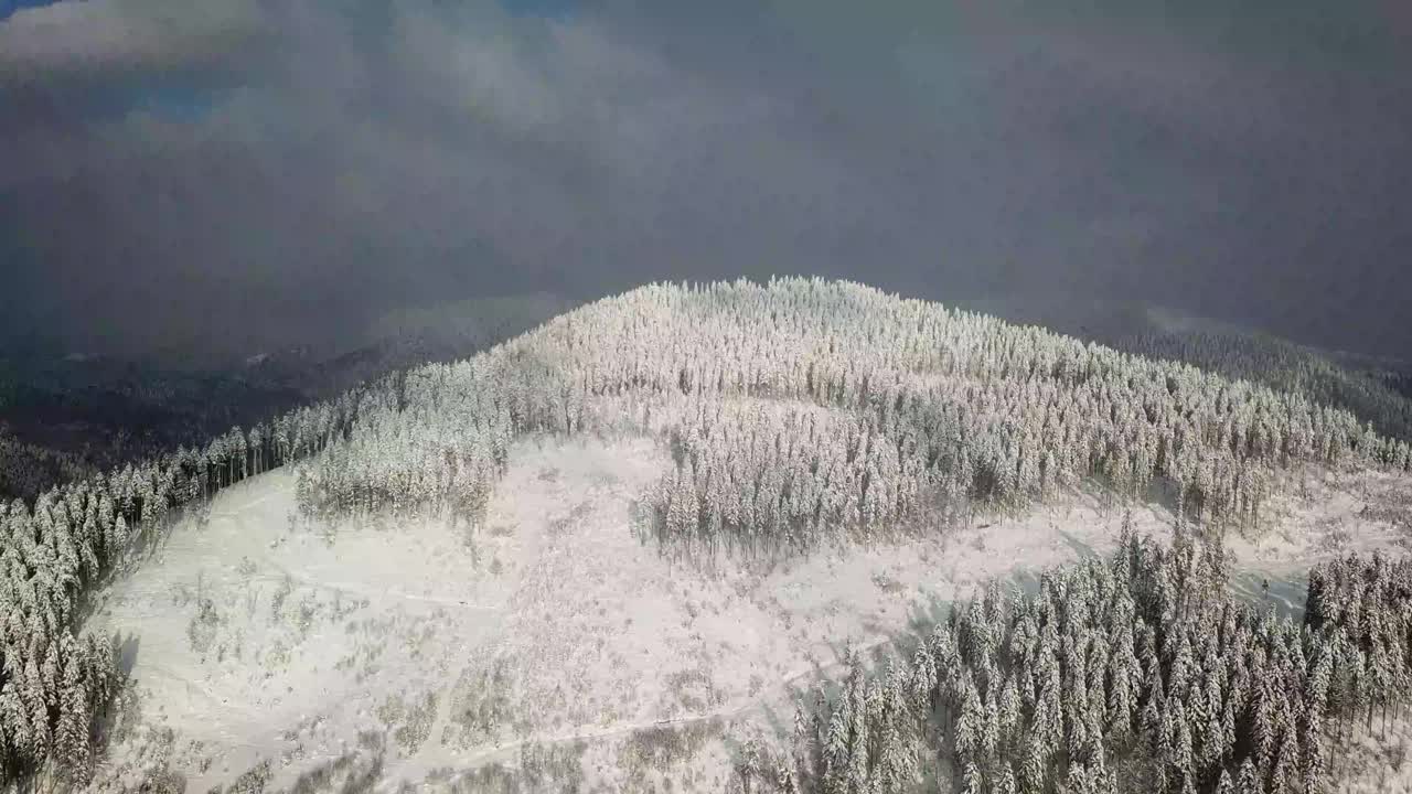 美丽的冬季全景与白雪覆盖的树木视频素材