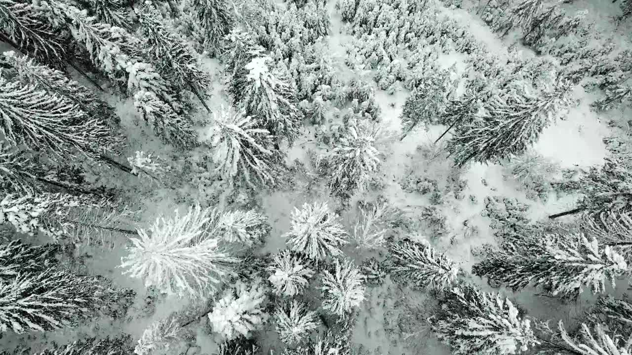 美丽的冬季全景与白雪覆盖的树木视频素材