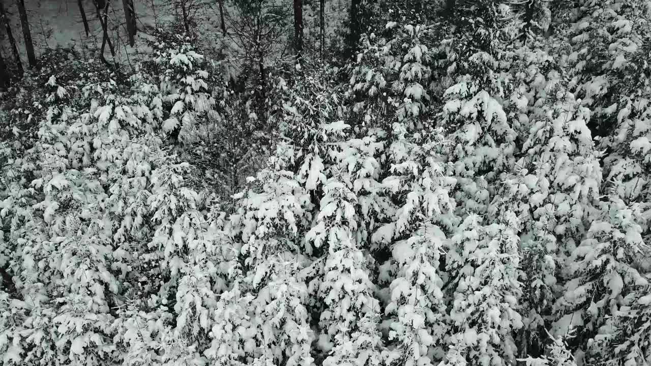 美丽的冬季全景与白雪覆盖的树木视频素材