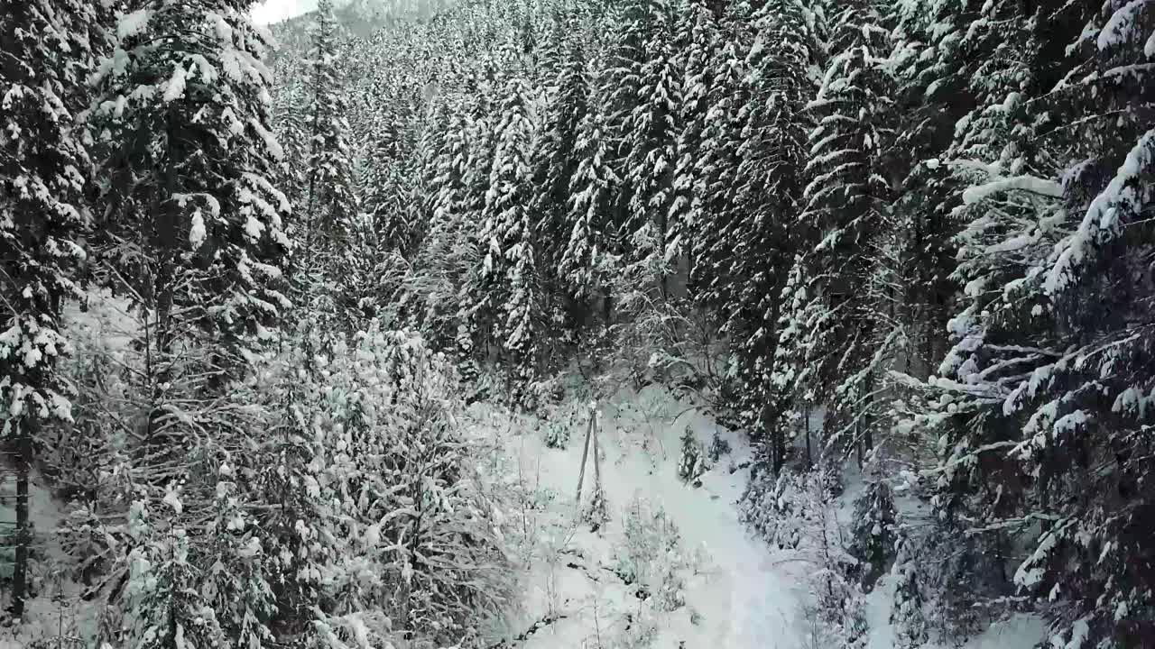 美丽的冬季全景与白雪覆盖的树木视频素材